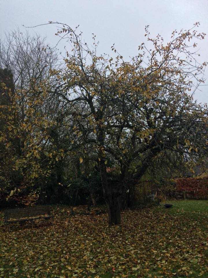 Æbletræ efterår